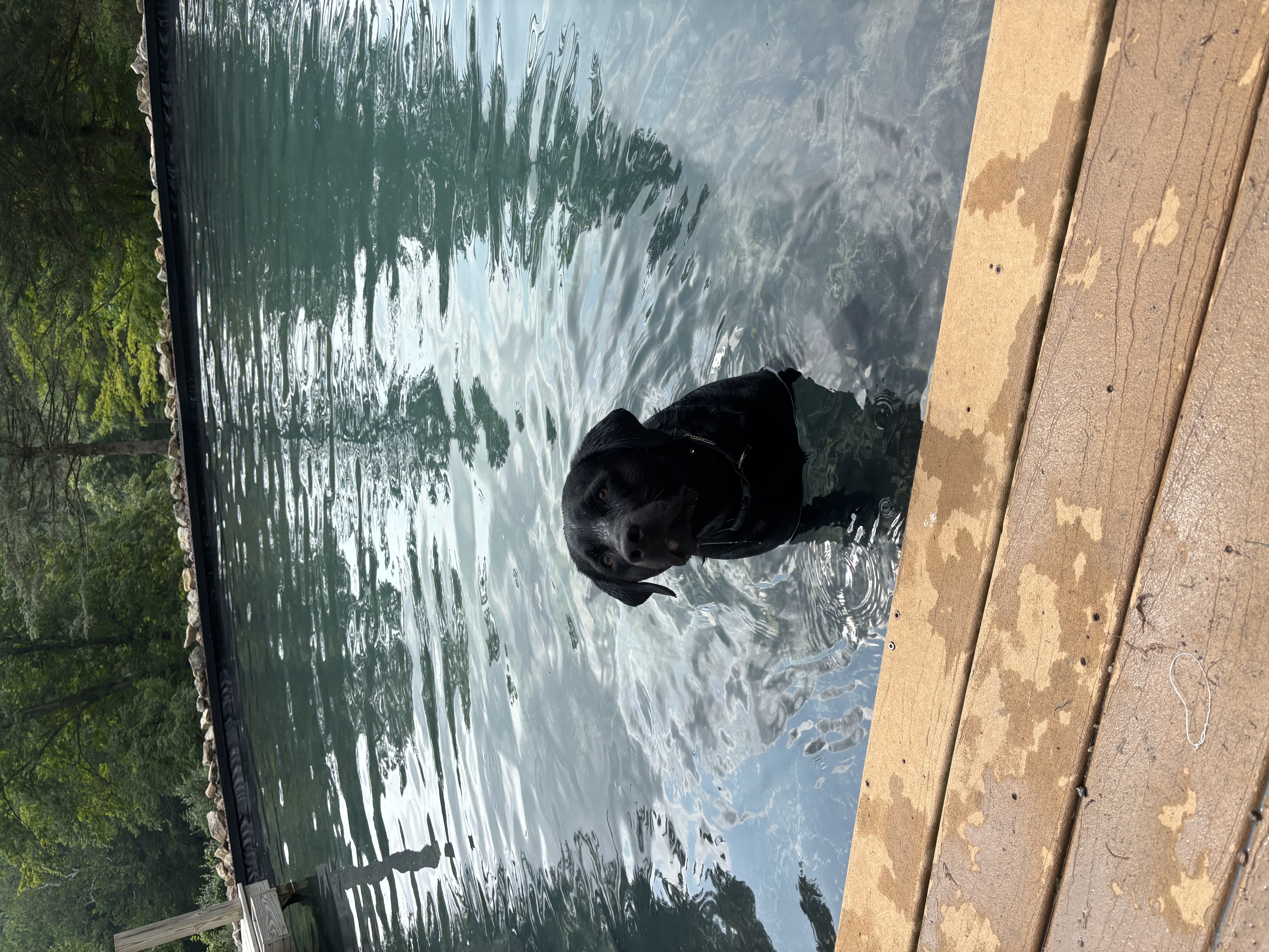 Play and Care at High Mountain Kennels