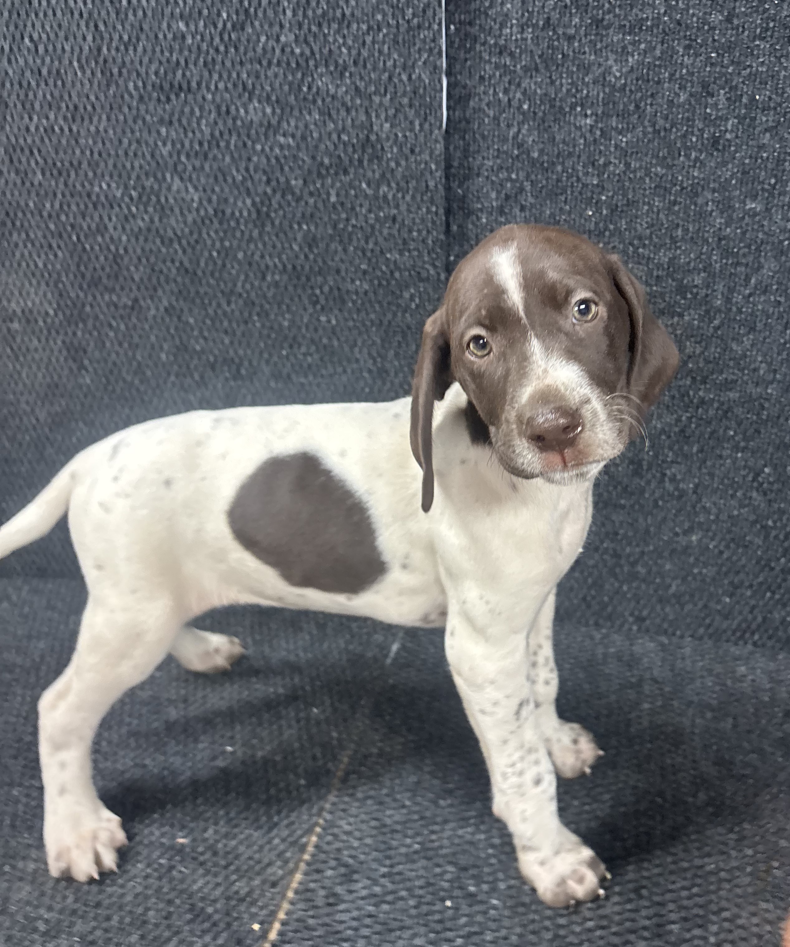 GSP Puppy