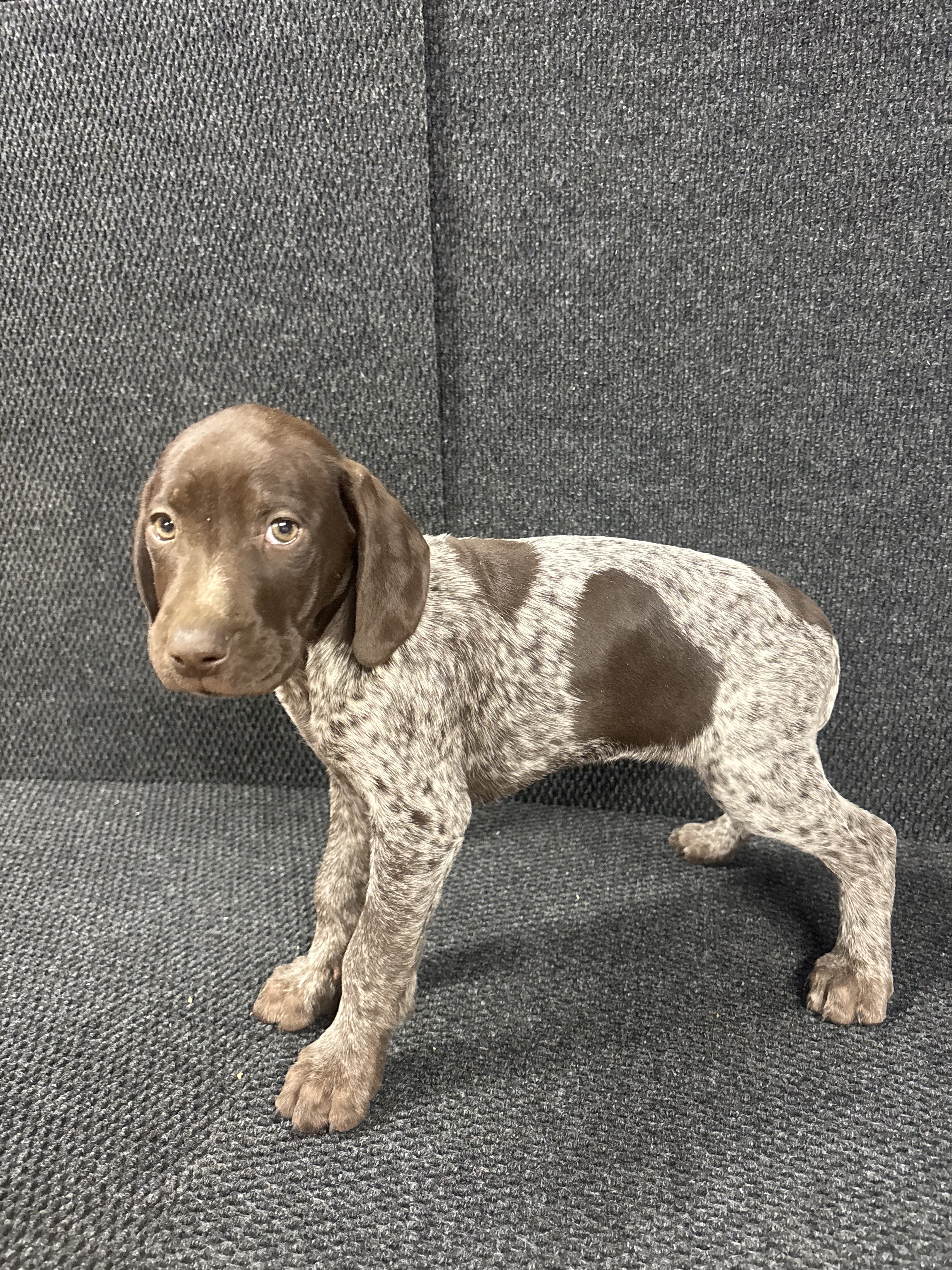 GSP Puppy