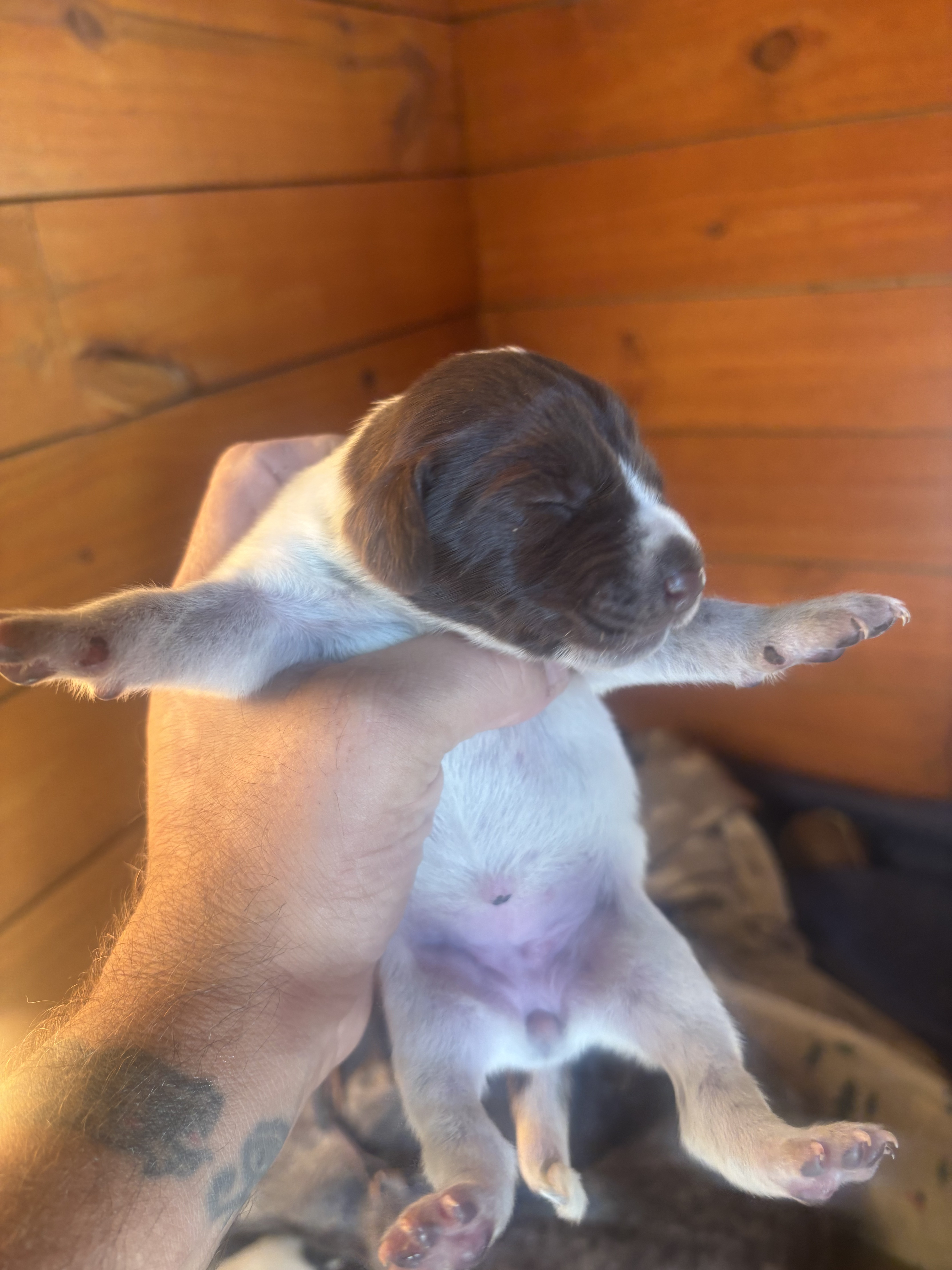 GSP Puppy